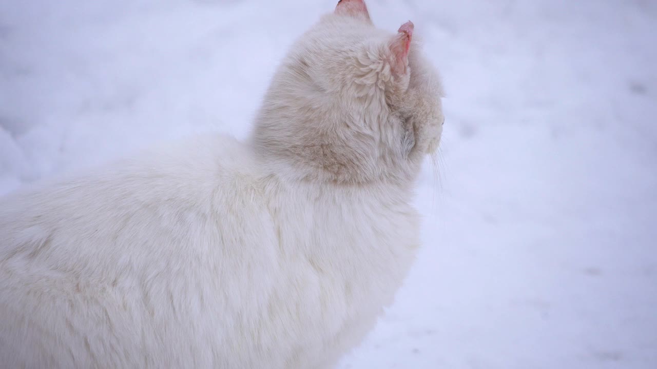 大城市冬天里一只又白又脏的流浪猫。生病的猫,眼睛。特写镜头。视频下载