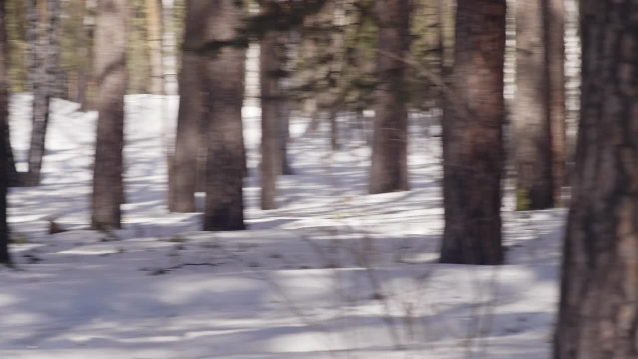 越野滑雪的冬季两项运动员视频下载