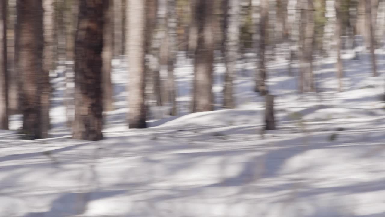 在越野跑道上运动和滑雪的男子冬季两项运动员视频下载