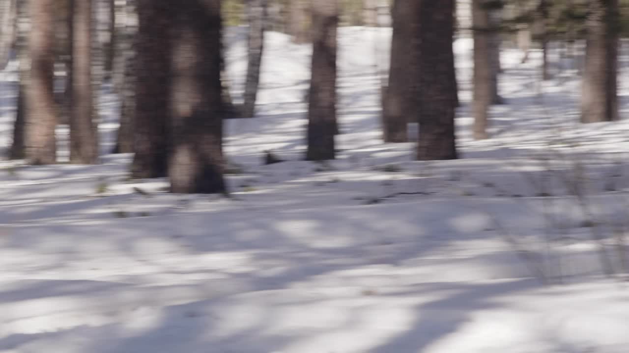 女子滑雪运动员在森林中训练和滑雪视频下载