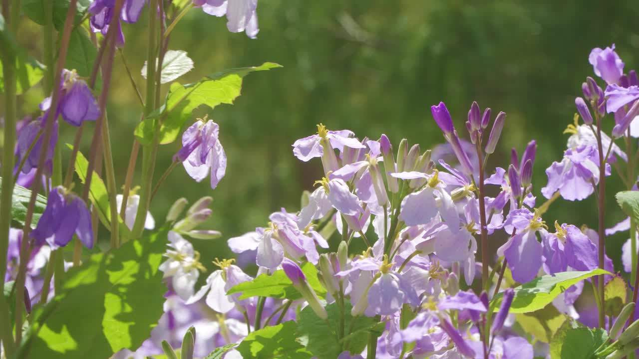 春天的户外，二月盛开紫色的兰花和绿叶，紫堇视频下载