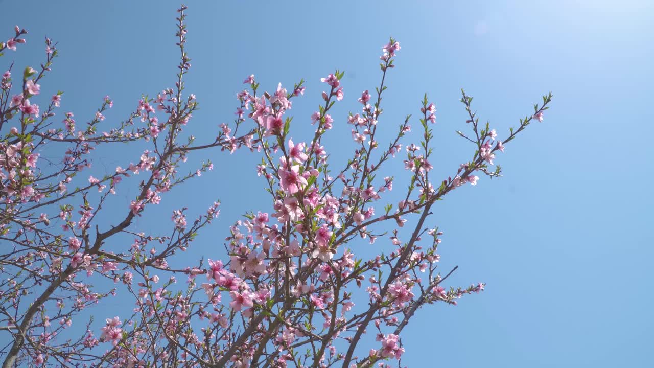 春天开桃花，户外开视频下载