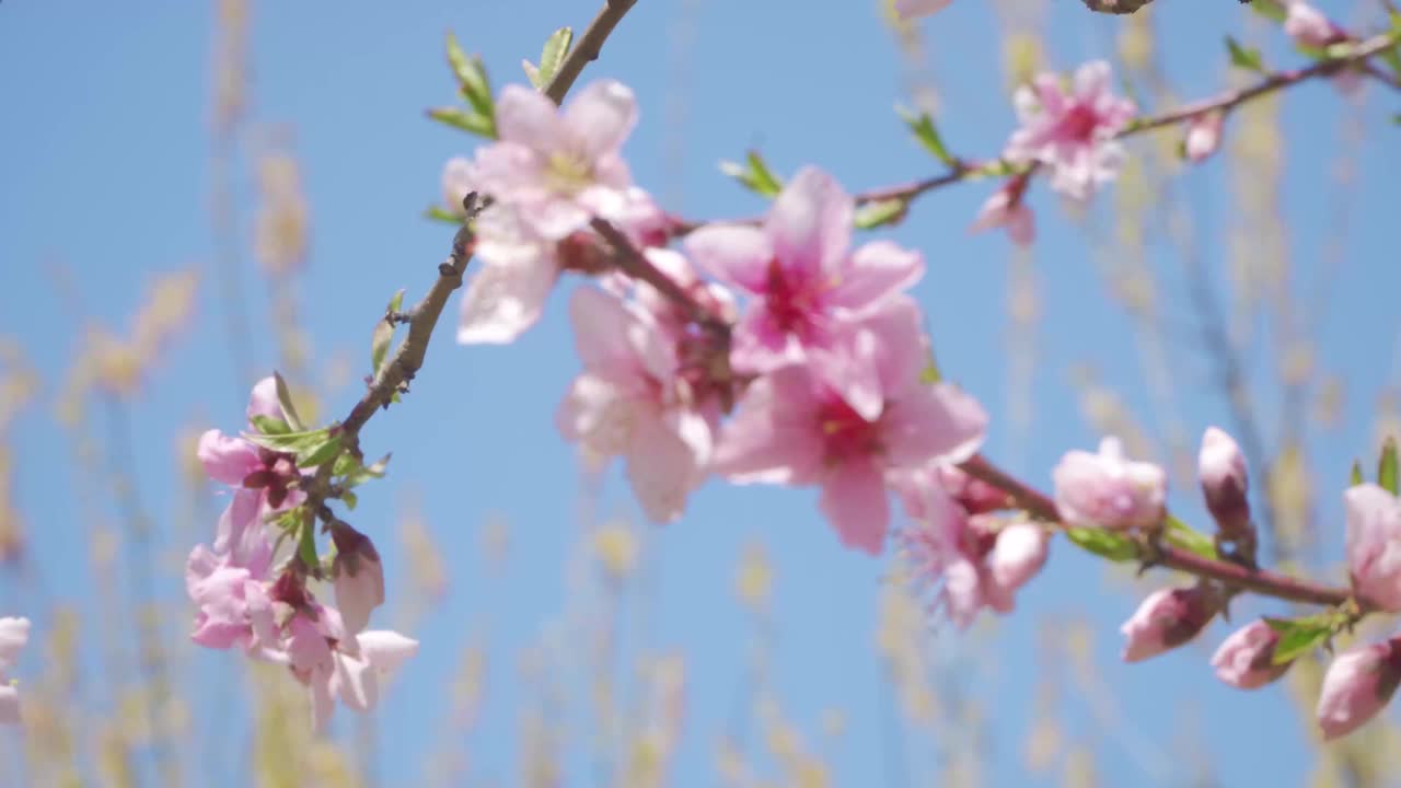 春天开桃花，户外开视频下载