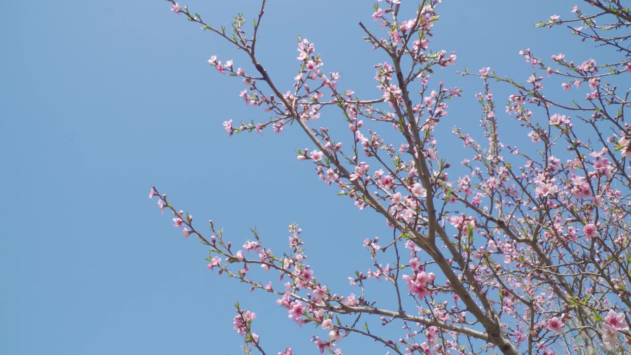 春天开桃花，户外开视频下载