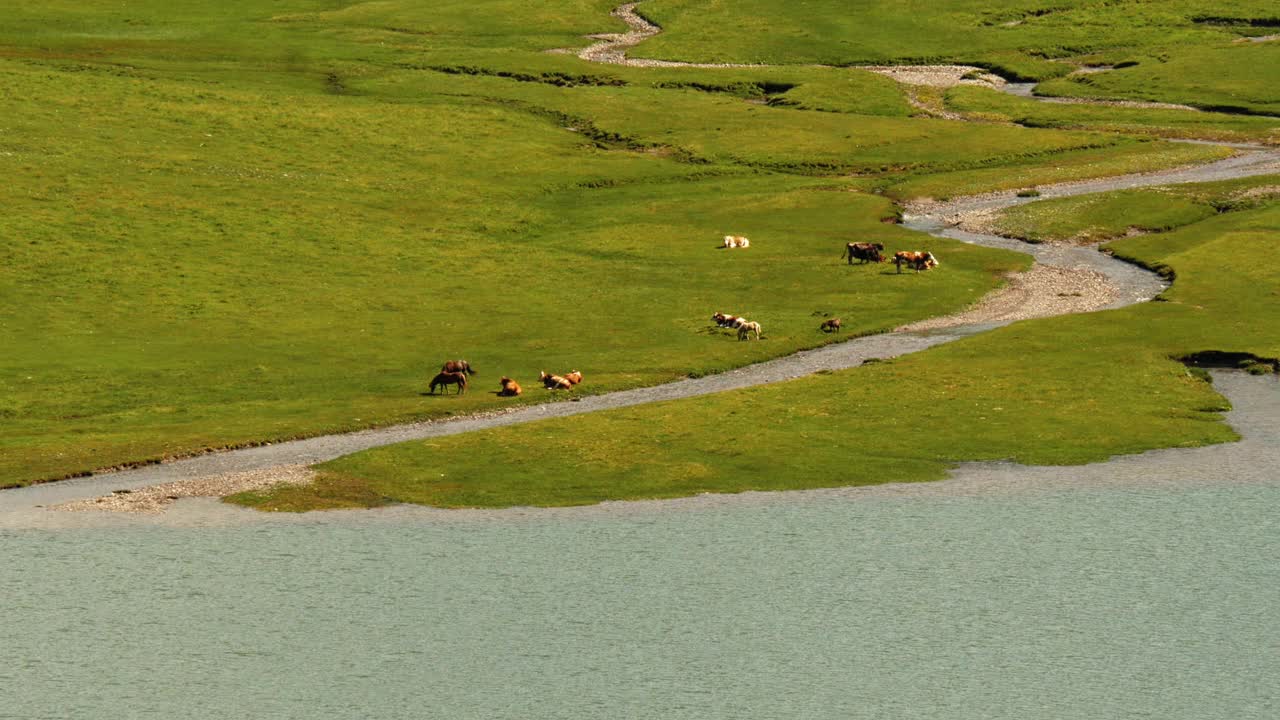 奶牛在奥地利阿尔卑斯山的塔彭卡湖岸边吃草-中宽从上面拍摄视频下载