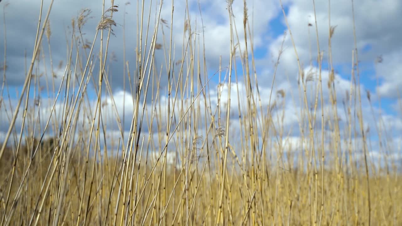 芦苇在风中轻轻吹动视频下载