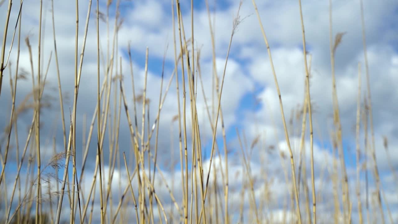 芦苇在风中轻轻吹动视频下载