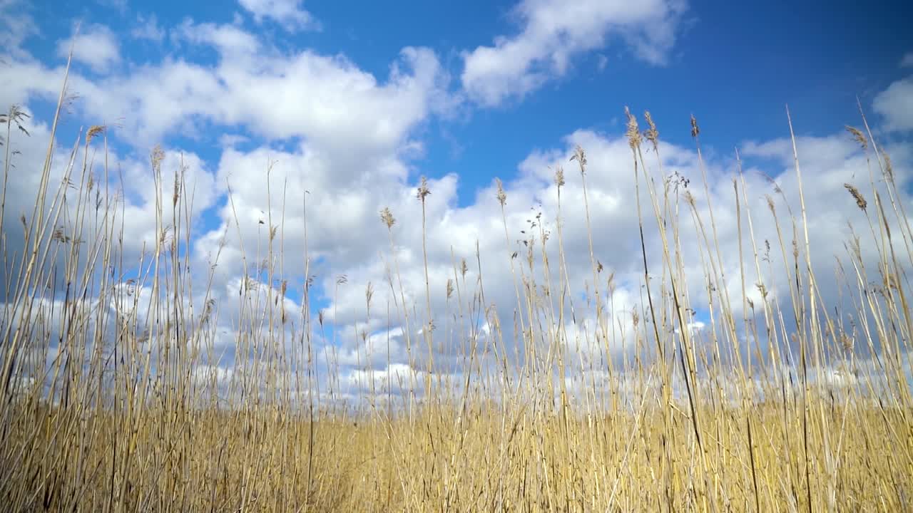 芦苇在风中轻轻吹动视频下载