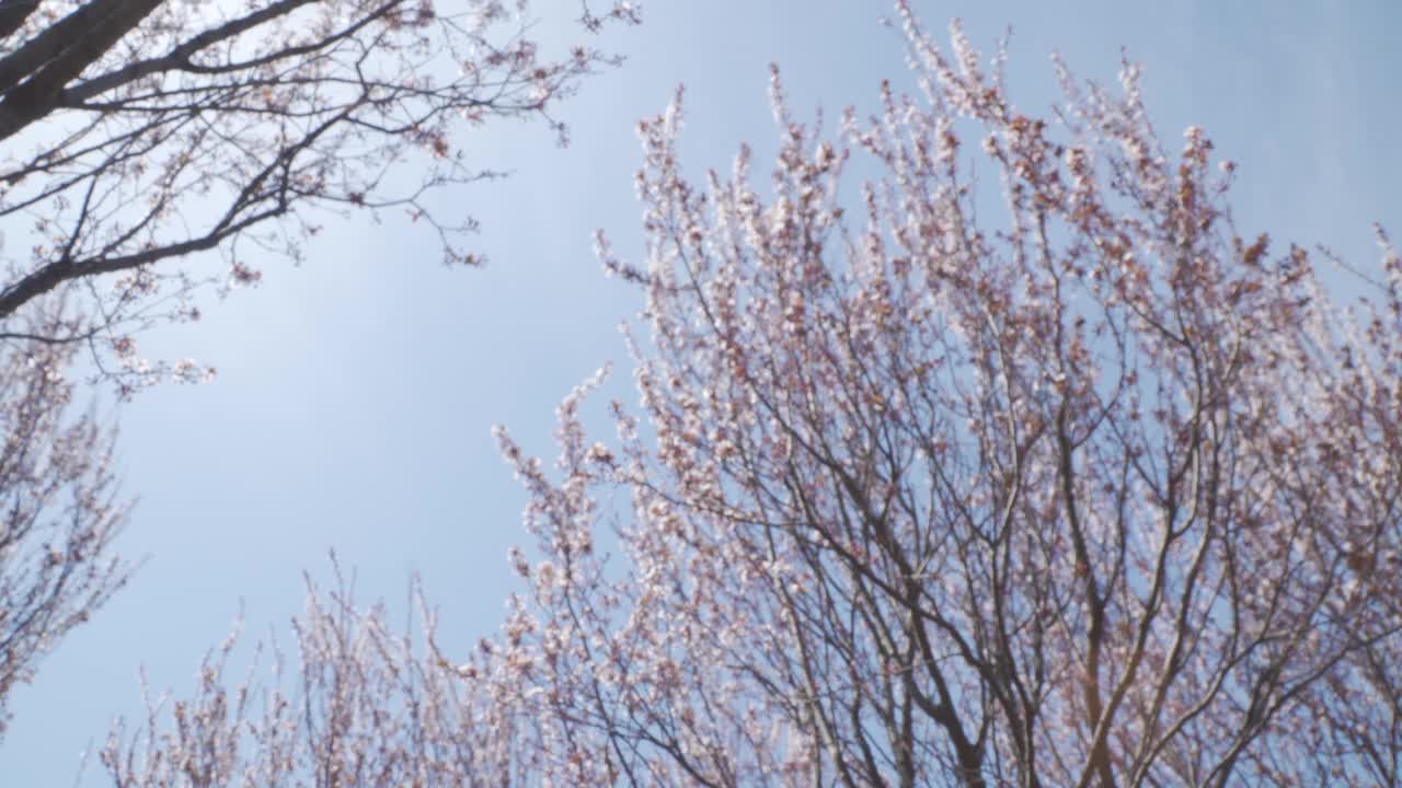 盛开的紫叶梅花，紫李视频下载