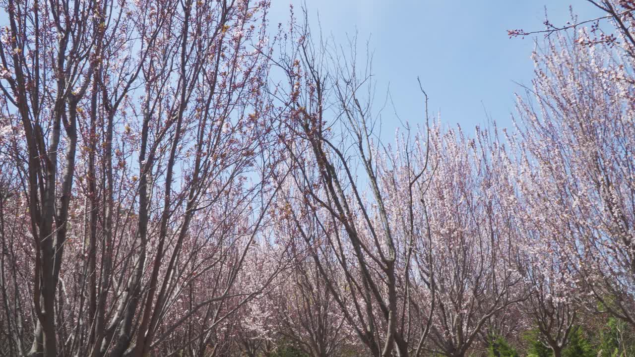 盛开的紫叶梅花，紫李视频下载