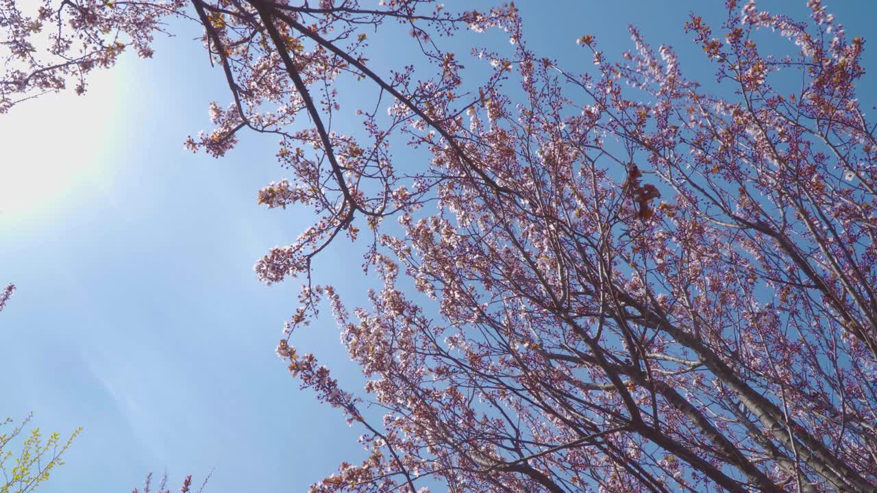 盛开的紫叶梅花，紫李视频下载