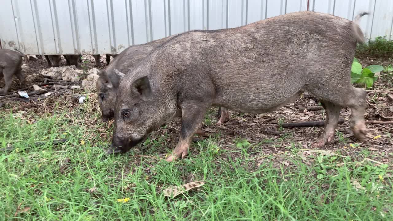 野猪自由进食。视频下载