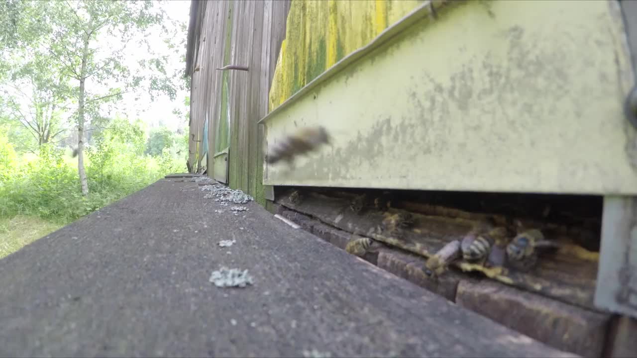 春天阳光明媚，蜜蜂从蜂房飞出。视频下载