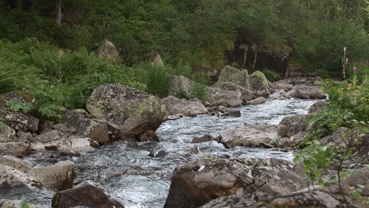 山谷中湍急的溪流。河流在长满青苔的灰色石头之间流淌，顺着巨石而下。河岸上的绿色蕨类植物和树木在风中摇曳。徒步旅行在岩石视频下载