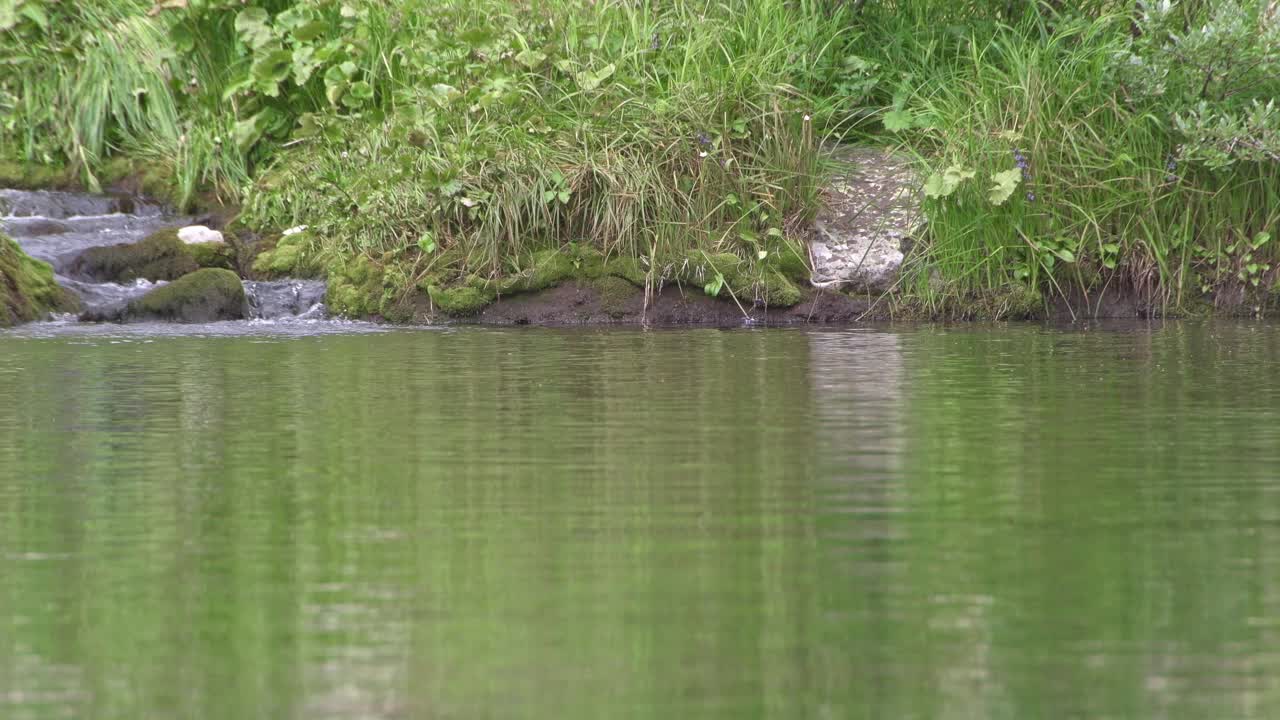 鸟沿着池塘岸边跳跃寻找食物。小溪流入湖中。绿色植被的波浪和反射。视频下载