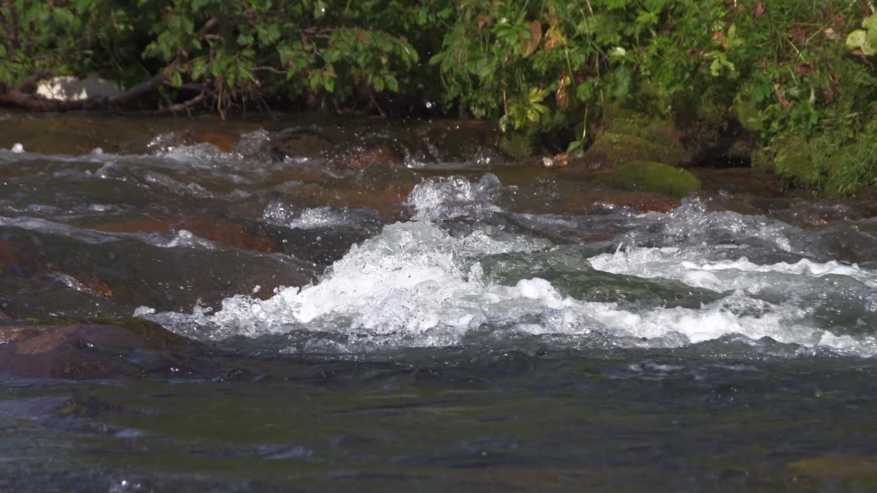 阳光明媚的日子，山河的水流。急流飞溅沸腾，水珠闪闪发光。岸上有青苔和树根。波浪下的花岗岩。视频下载