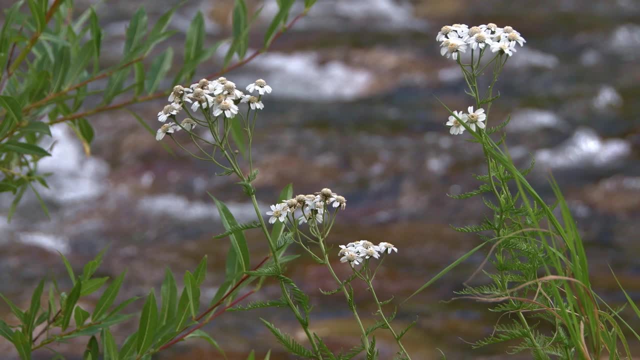 春天小溪边的白色洋甘菊花。山河岸边，柳树随风摇曳。水冒泡和创建模糊的背景视频下载