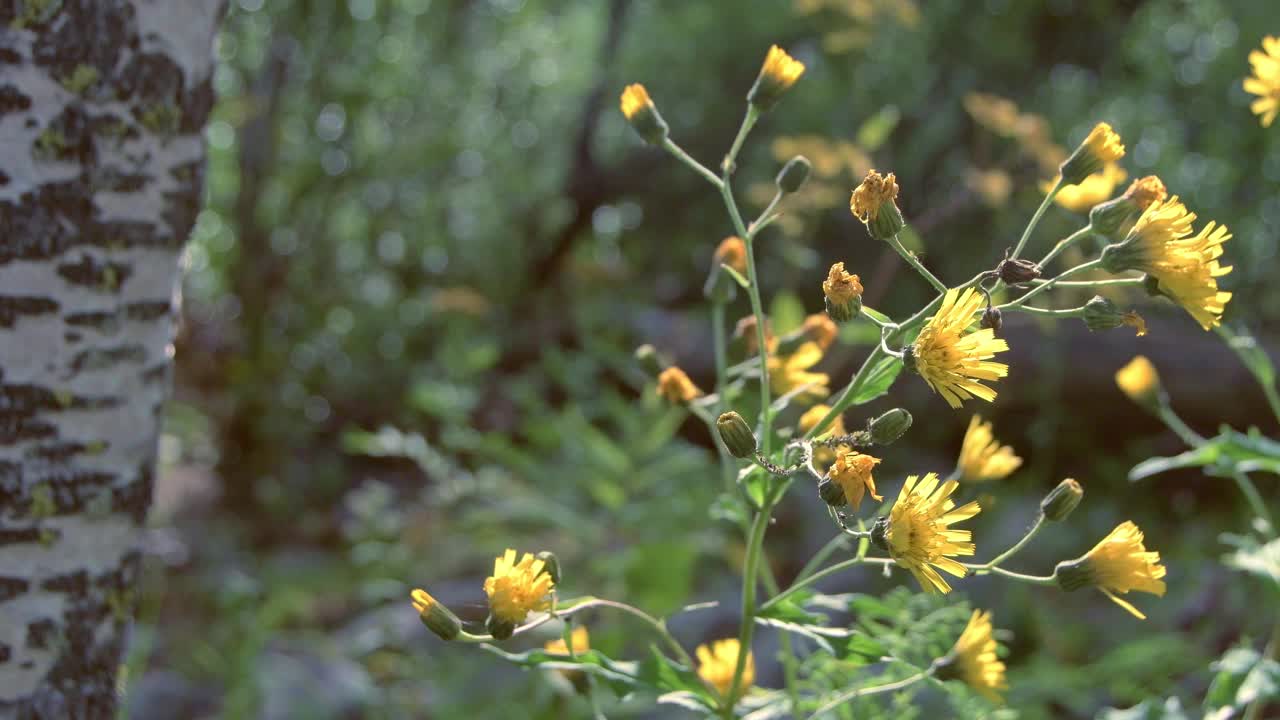 黄色的野花在阳光明媚的森林里。植物随风摇摆。绿色的树木和草被模糊作为背景视频下载