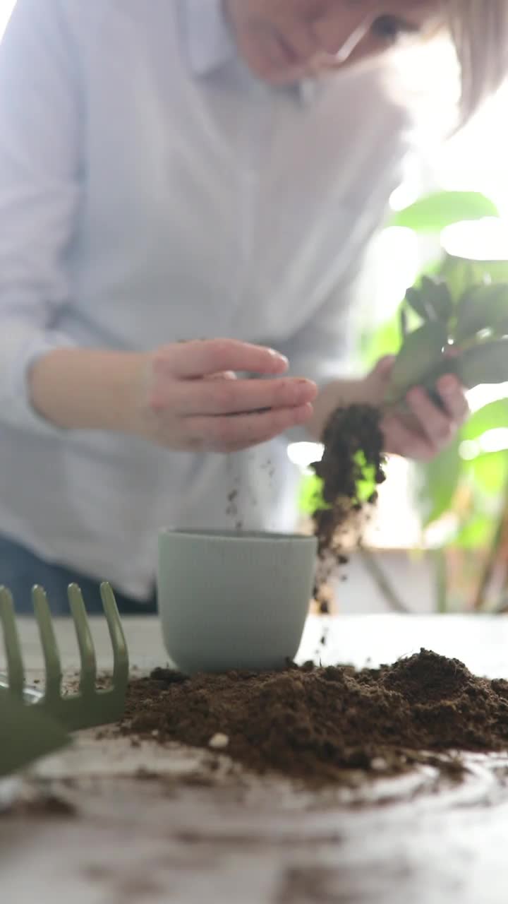 女园丁在木桌上给植物浇水。视频素材