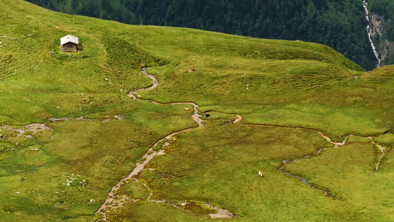 奶牛在牧场上吃草与山上的小屋在奥地利阿尔卑斯山-静态宽镜头从上面视频下载