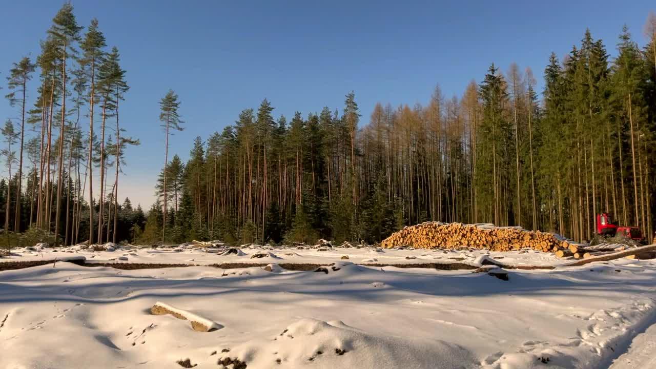 积雪覆盖的空地在森林中，木材行业，伐木后树皮甲虫攻击，森林在冬季，从右至左看，穿越空地视频下载