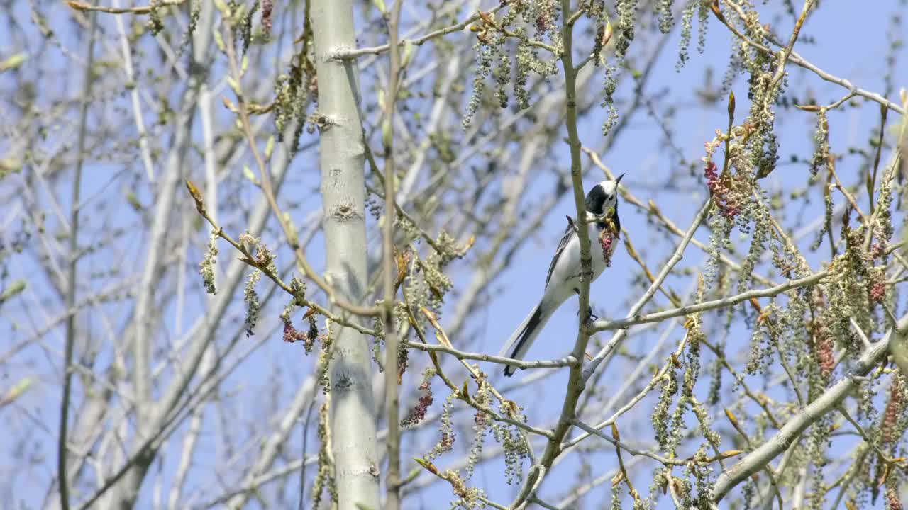 白鹡贝——一种小型的雀形目鸟类，属于鹡贝科，产于欧洲的田野和湿地。在自然栖息地的食虫鸟坐在镜头前看着，特写，特写视频素材