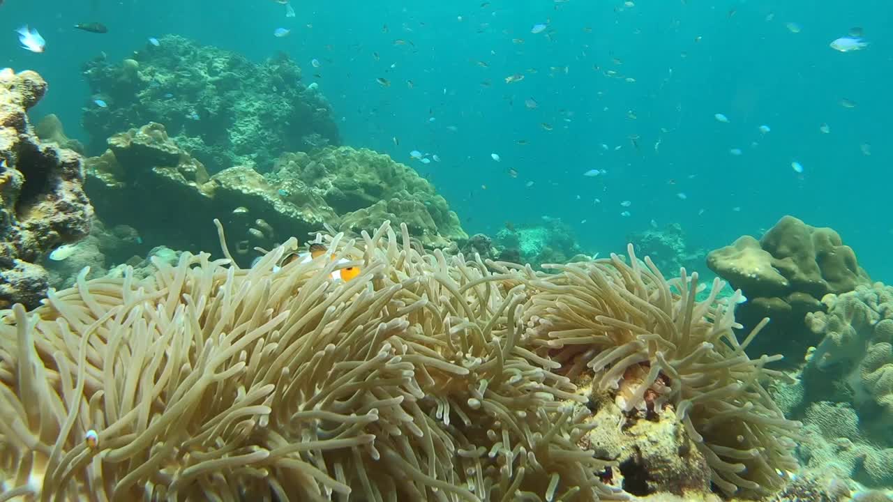 橙色小丑鱼和海葵在海里。视频下载