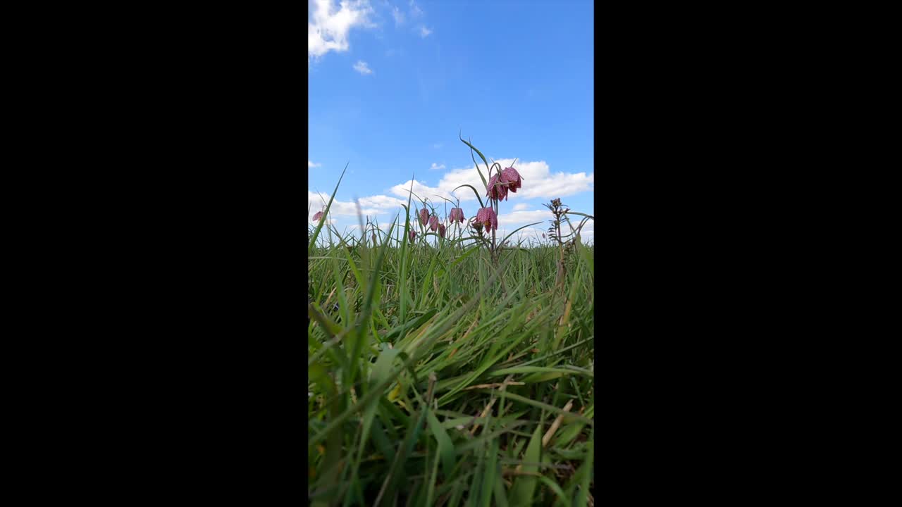 沙赫布雷特贝母| meleagris视频下载