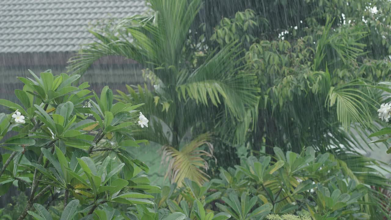 热带雨视频下载