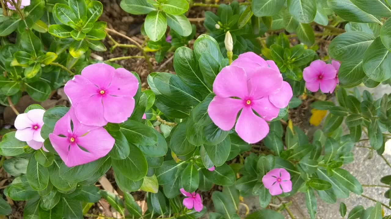 芙蓉花在花园里视频下载