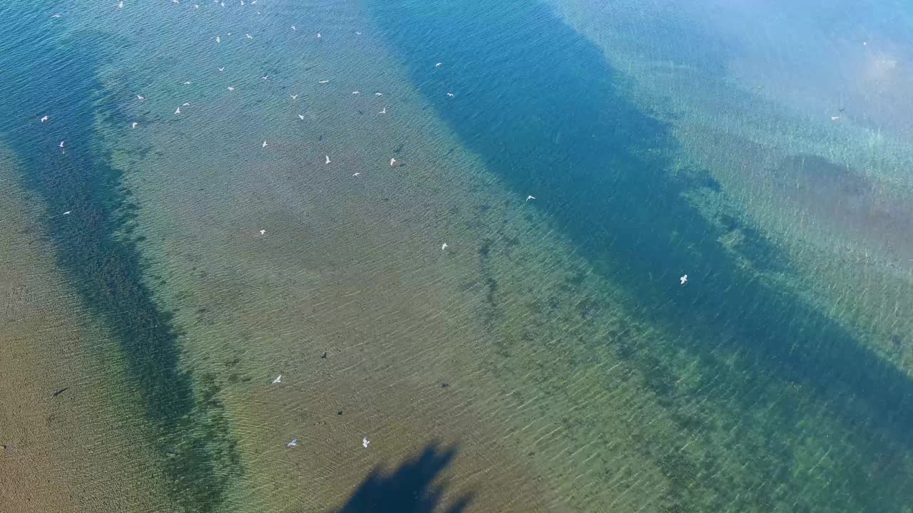 纽约伊萨卡岛卡尤加湖-海鸥视频下载