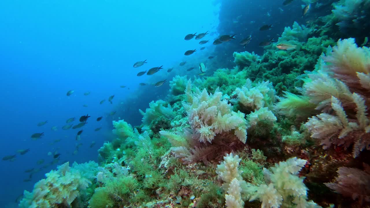 水下景观-地中海珊瑚礁视频下载