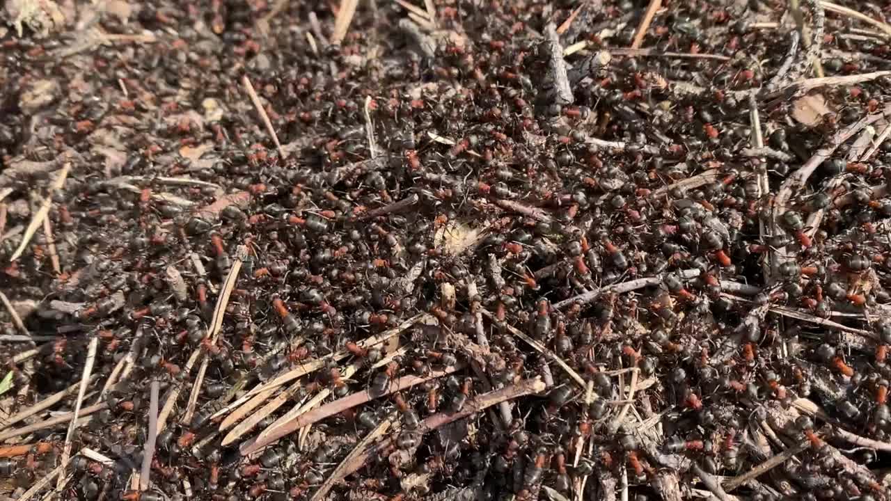 红色森林蚂蚁在阳光下的蚁丘上爬行。视频下载