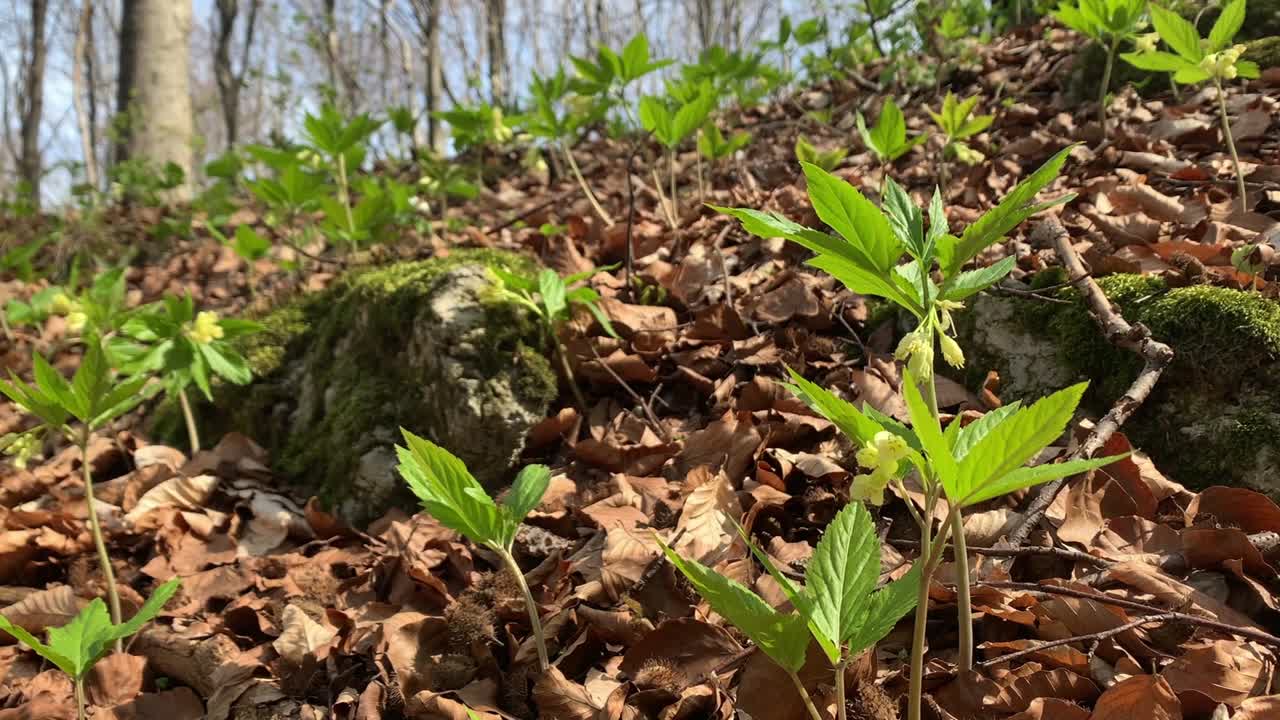 下垂的苦芥在山毛榉林中开花。视频下载