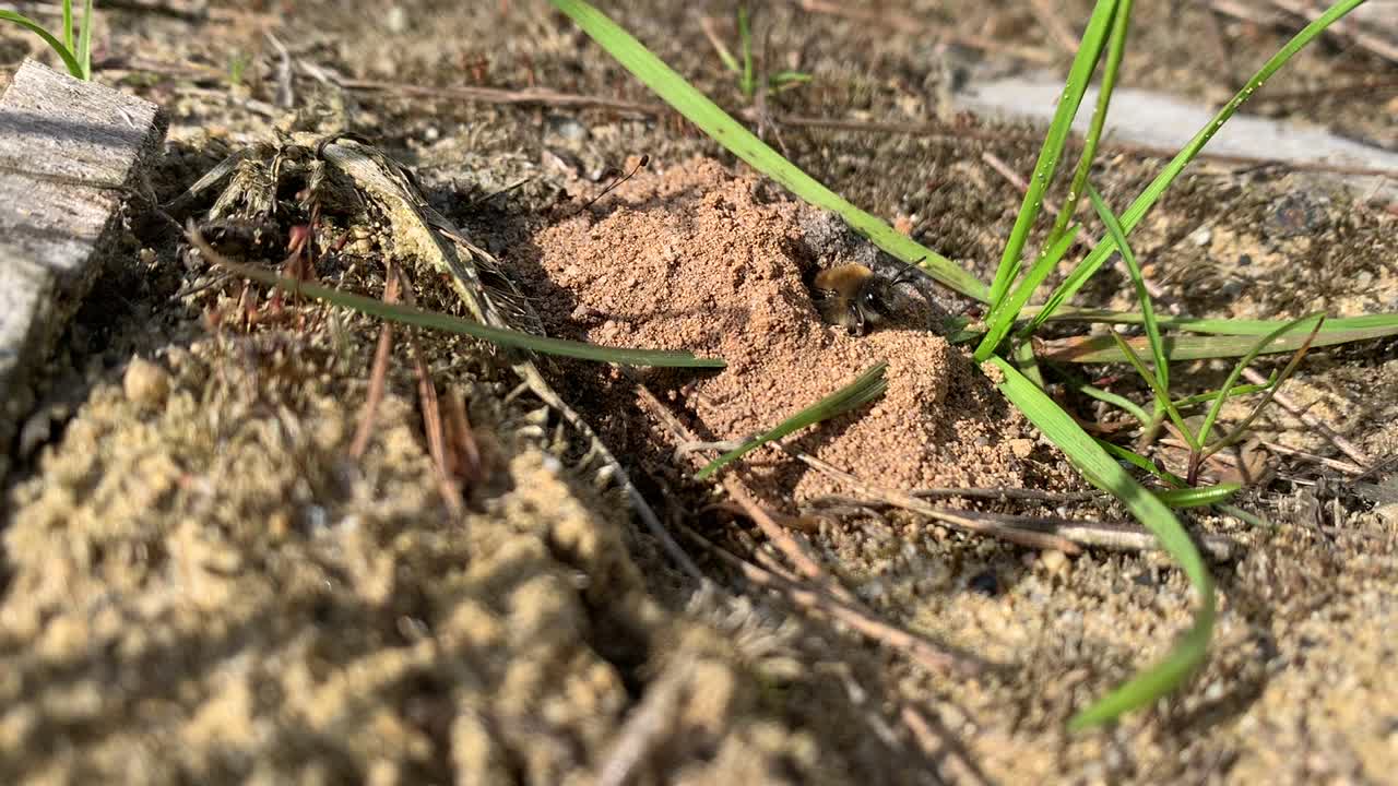 采蜜蜂从它在地面的巢洞爬到地面。视频下载