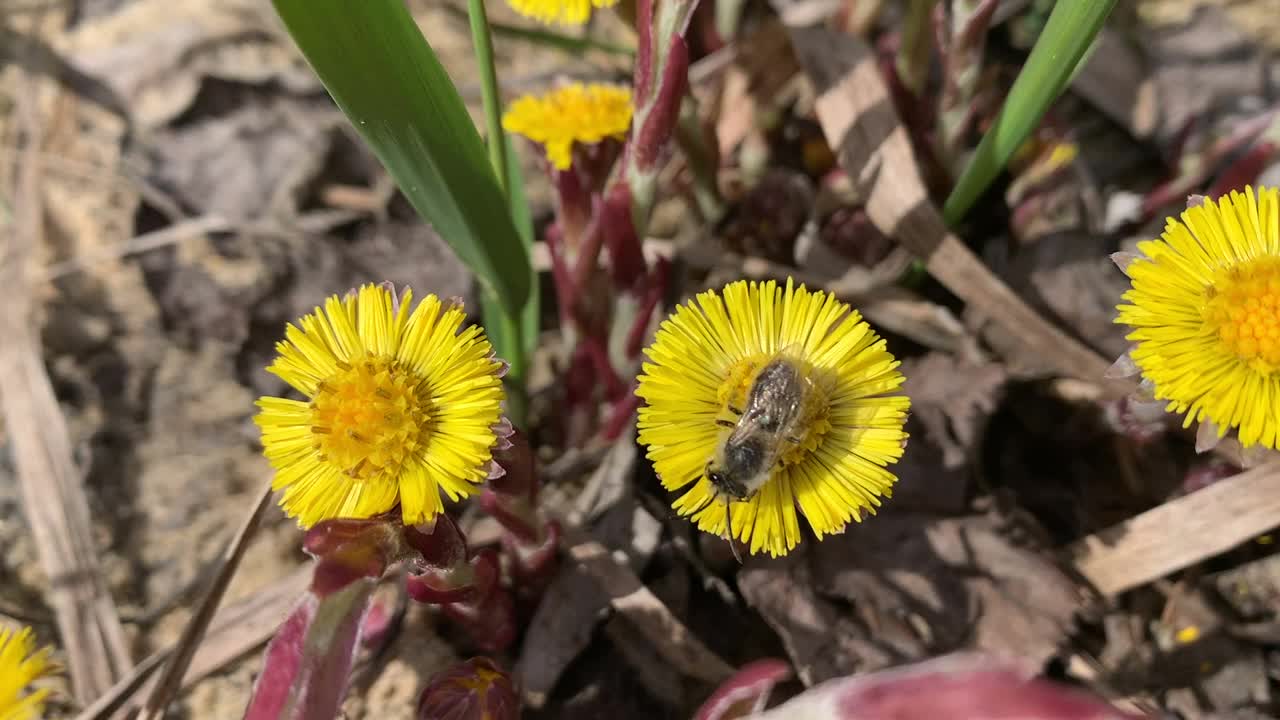 采蜜蜂为款冬花授粉。视频下载