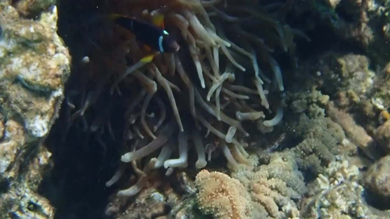 小丑鱼(Amphiprion bicinctus)栖息在珊瑚礁，视频素材