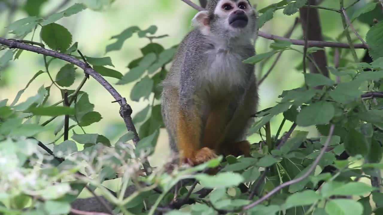 普通松鼠猴(Saimiri sciureus)。视频下载