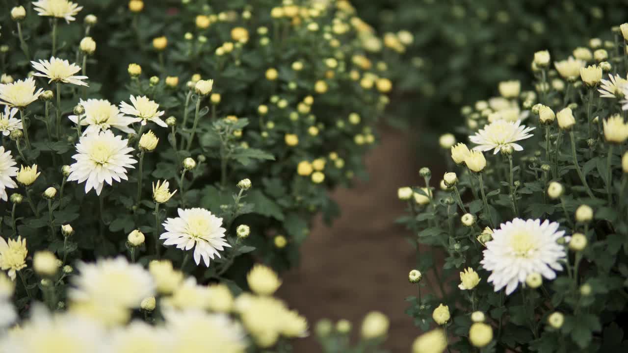 镜头滑过菊花视频下载