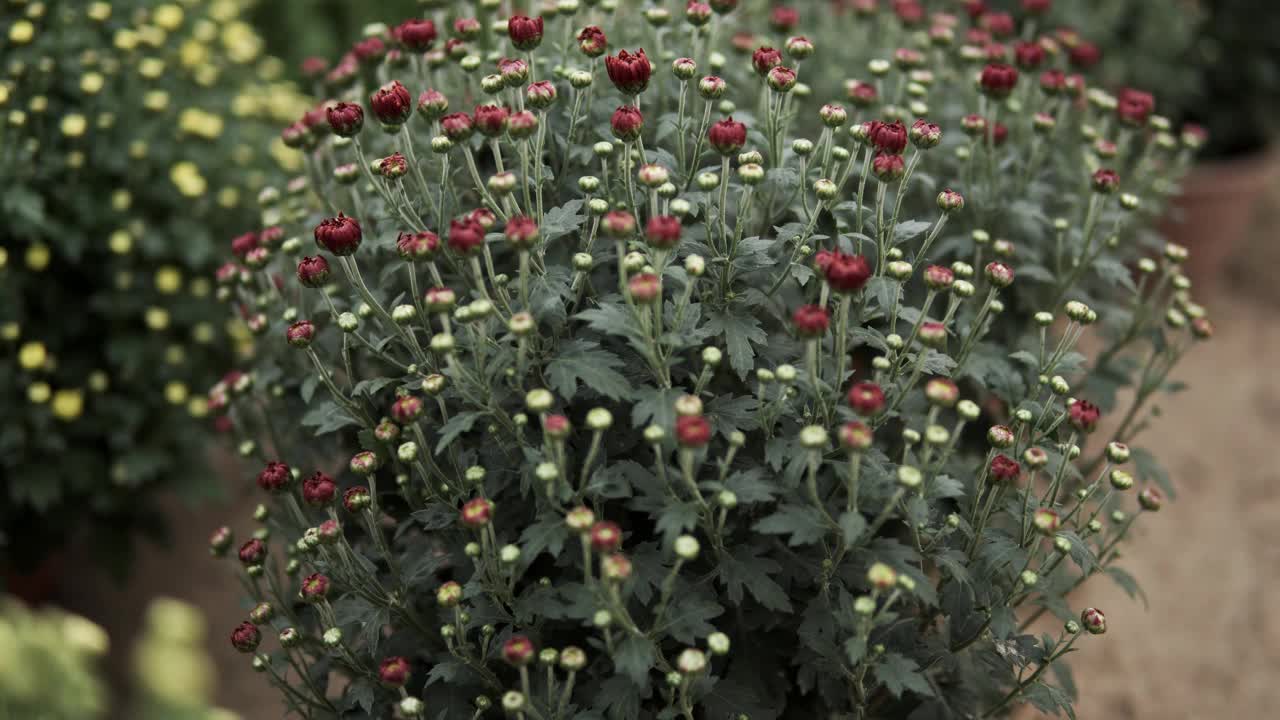 镜头滑过菊花视频下载