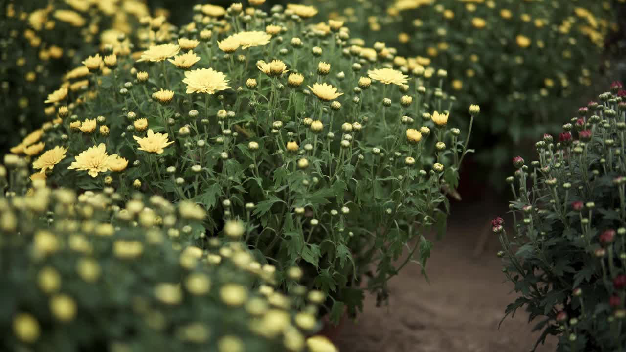 镜头滑过菊花视频下载