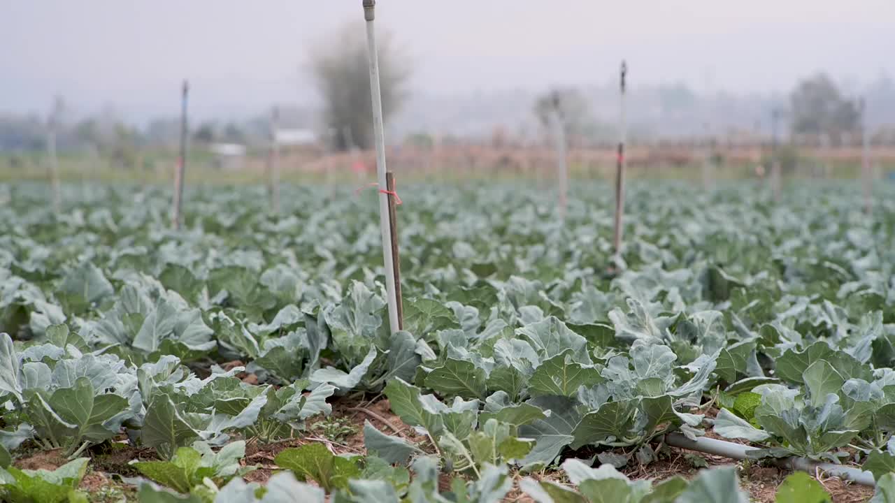 卷心菜种植园。它是在泰国有机种植的。视频素材