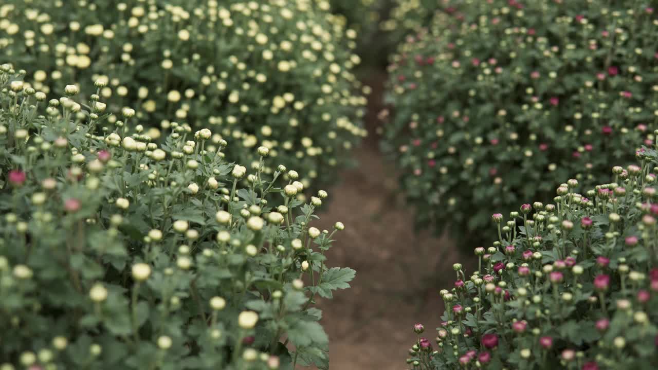 镜头滑过菊花视频下载