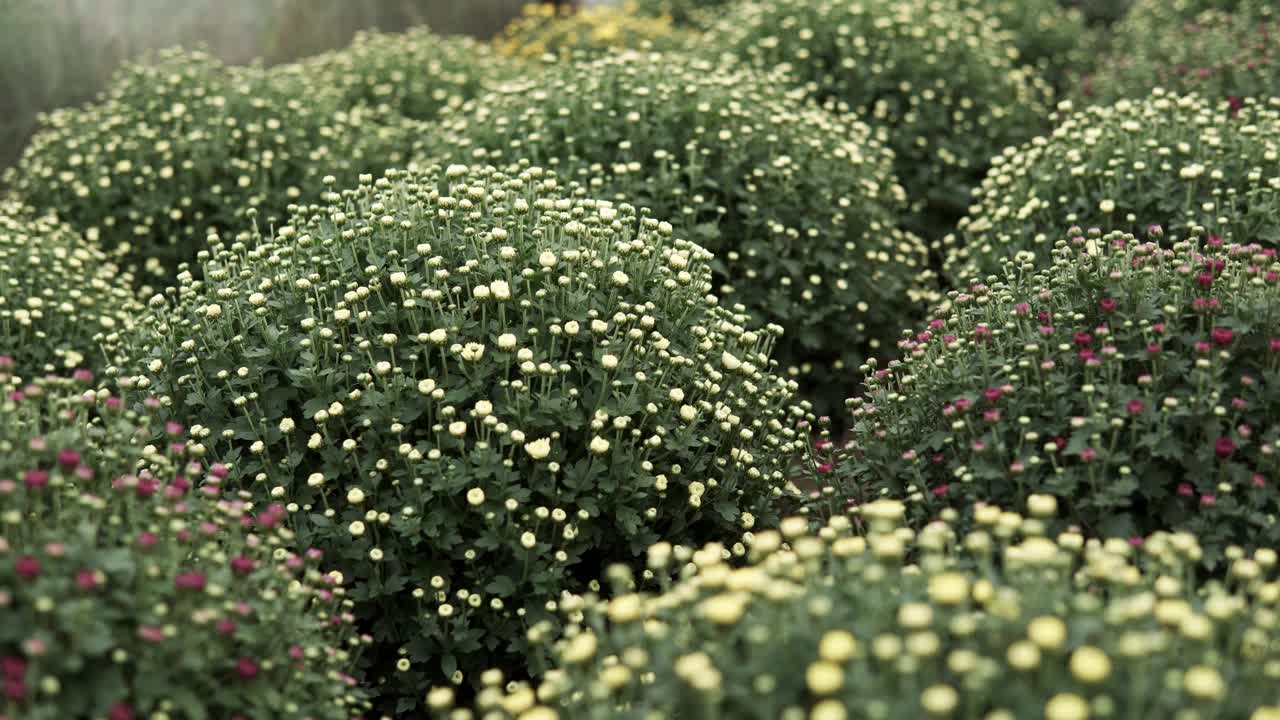 镜头滑过菊花视频下载