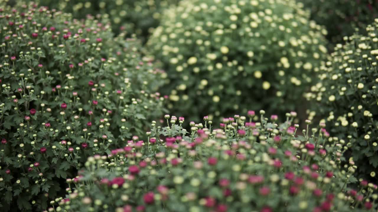 镜头滑过菊花视频下载