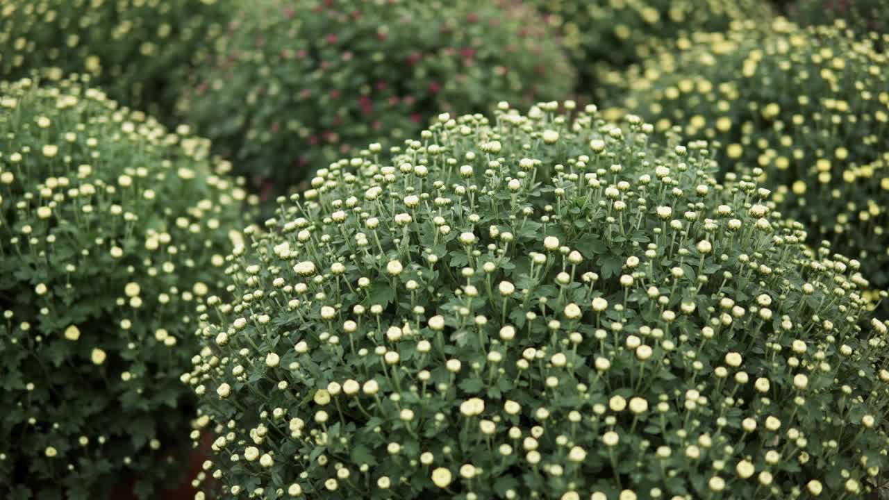 镜头滑过菊花视频下载