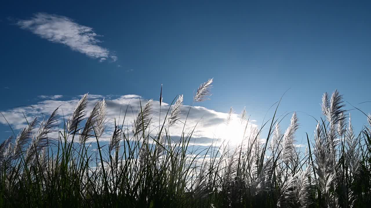 芦苇在风和阳光下摇摆。野草随风在天空中摇摆视频下载