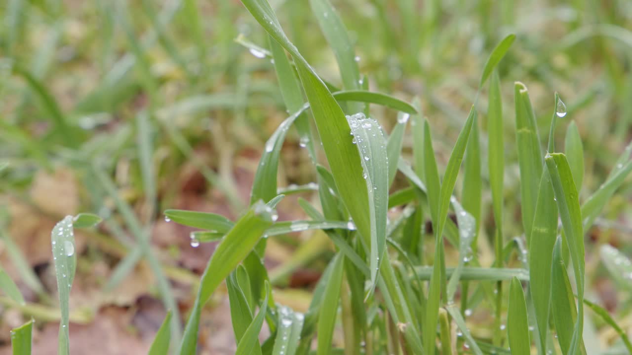 细节拍摄的绿色新鲜的草与雨滴上。视频下载