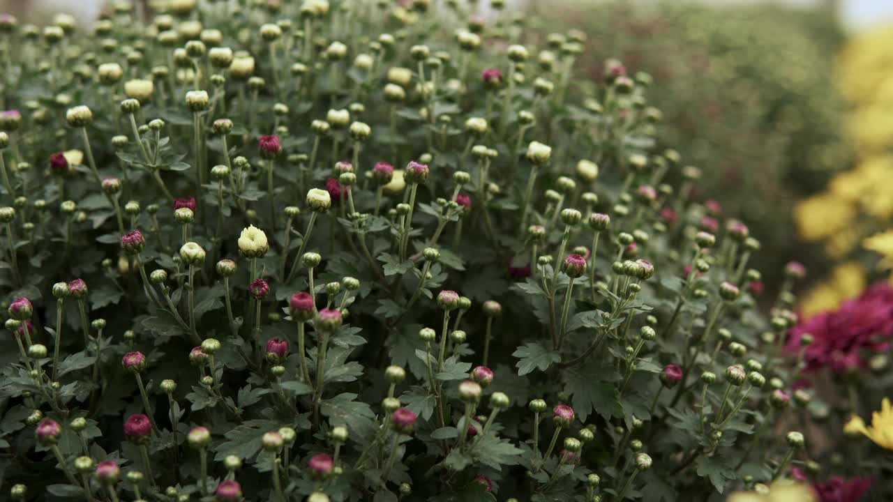 镜头滑过菊花视频下载