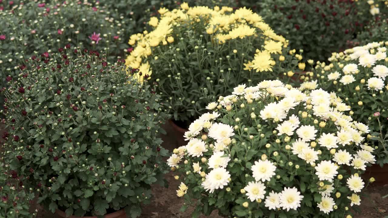 镜头滑过菊花视频下载